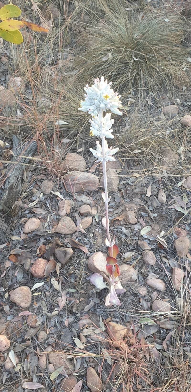 Kalanchoe winteri photo 3