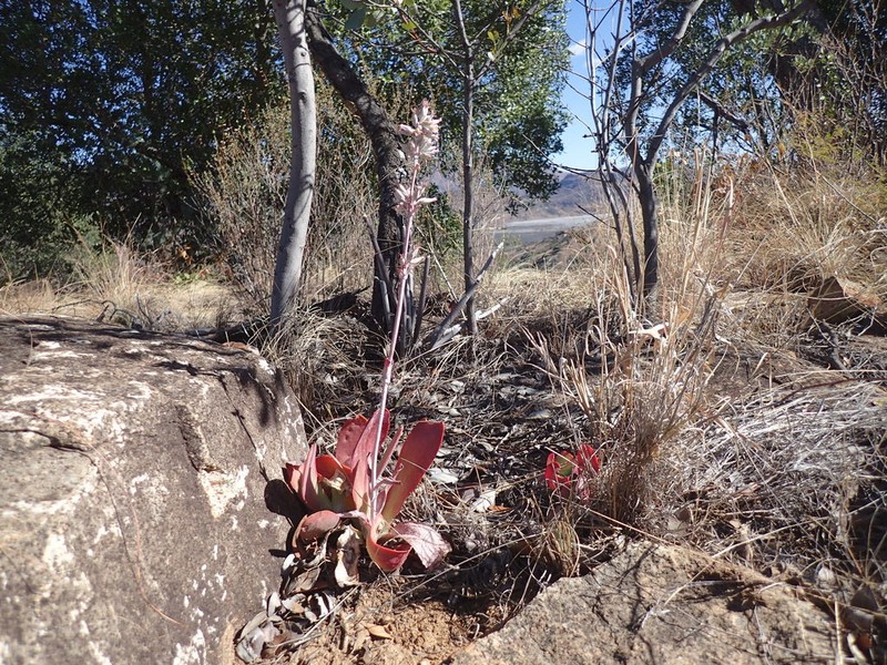 Kalanchoe winteri photo 6