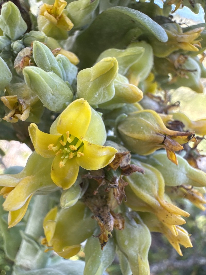 Kalanchoe winteri photo 8