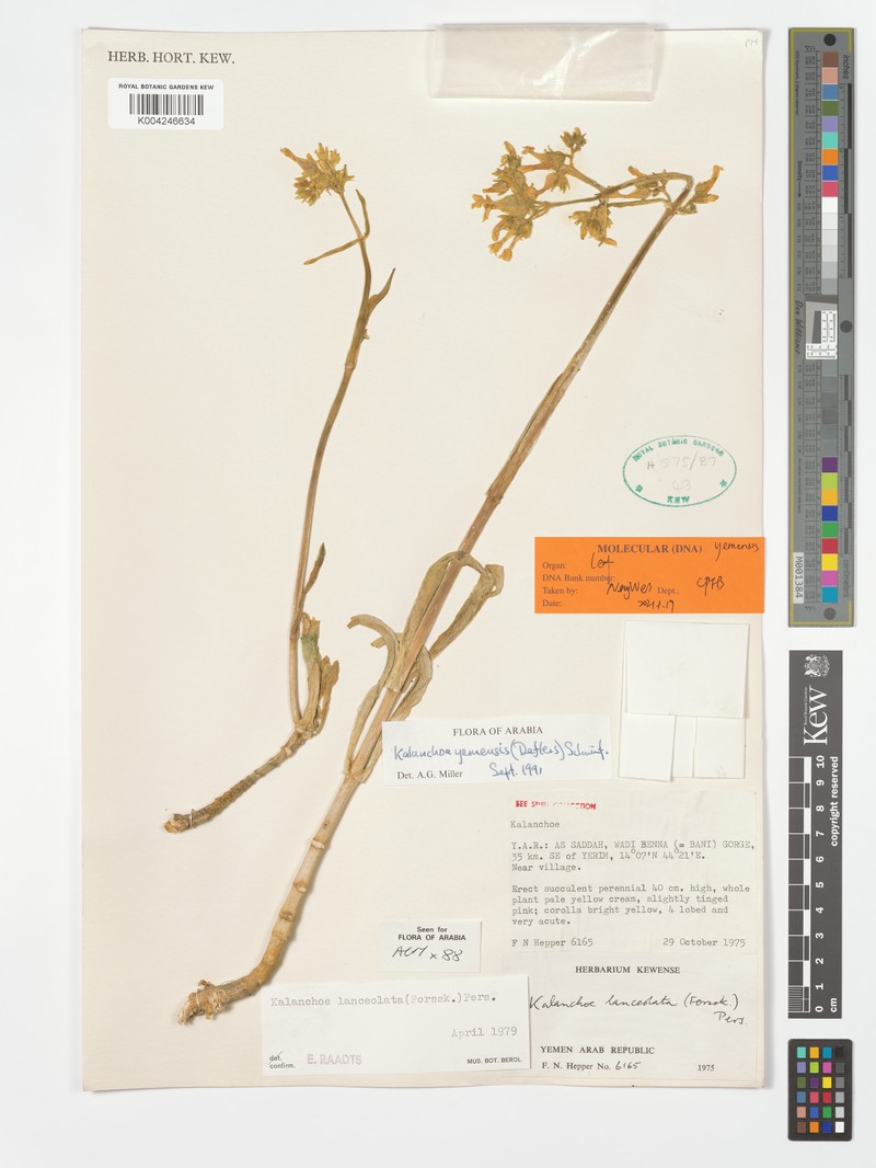 Kalanchoe yemensis