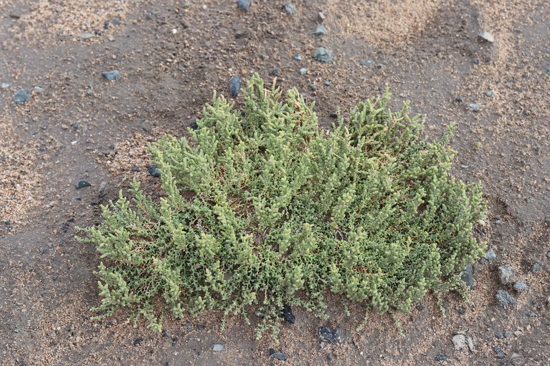 Kalidium juniperinum