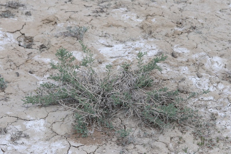 Kalidium juniperinum photo 2