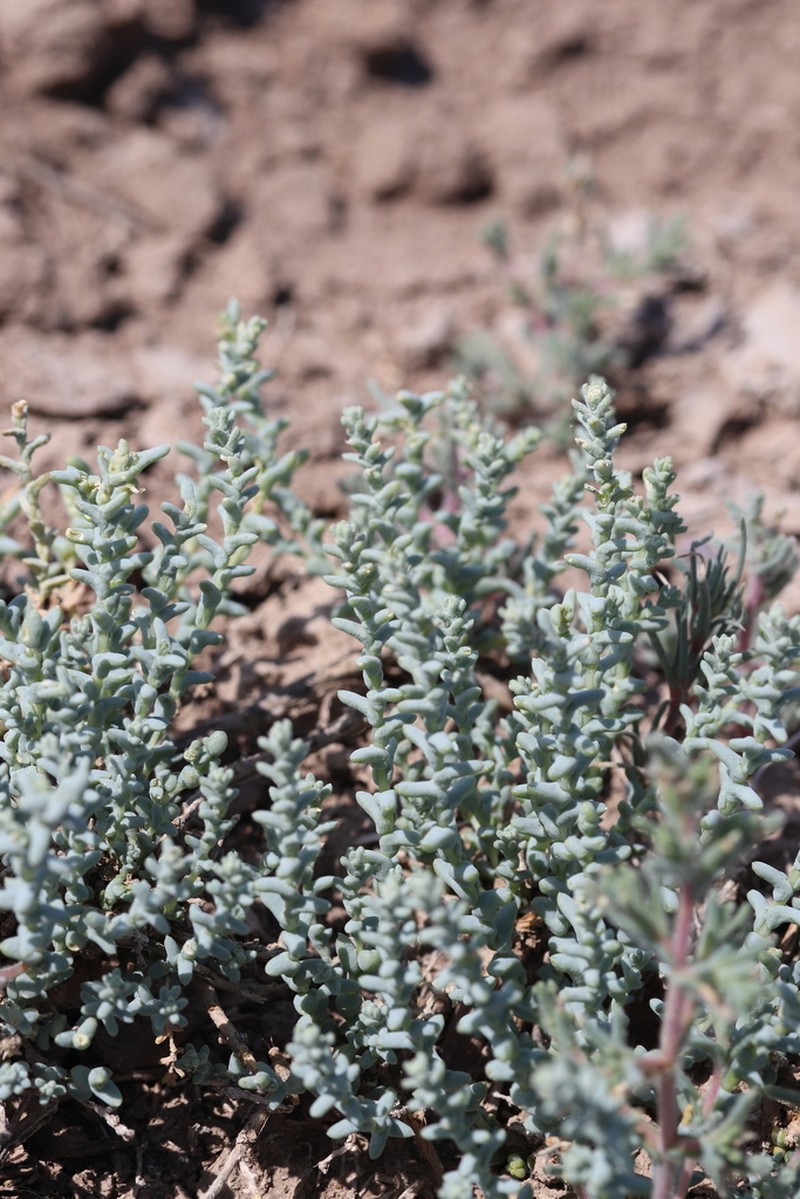 Kalidium juniperinum photo 3