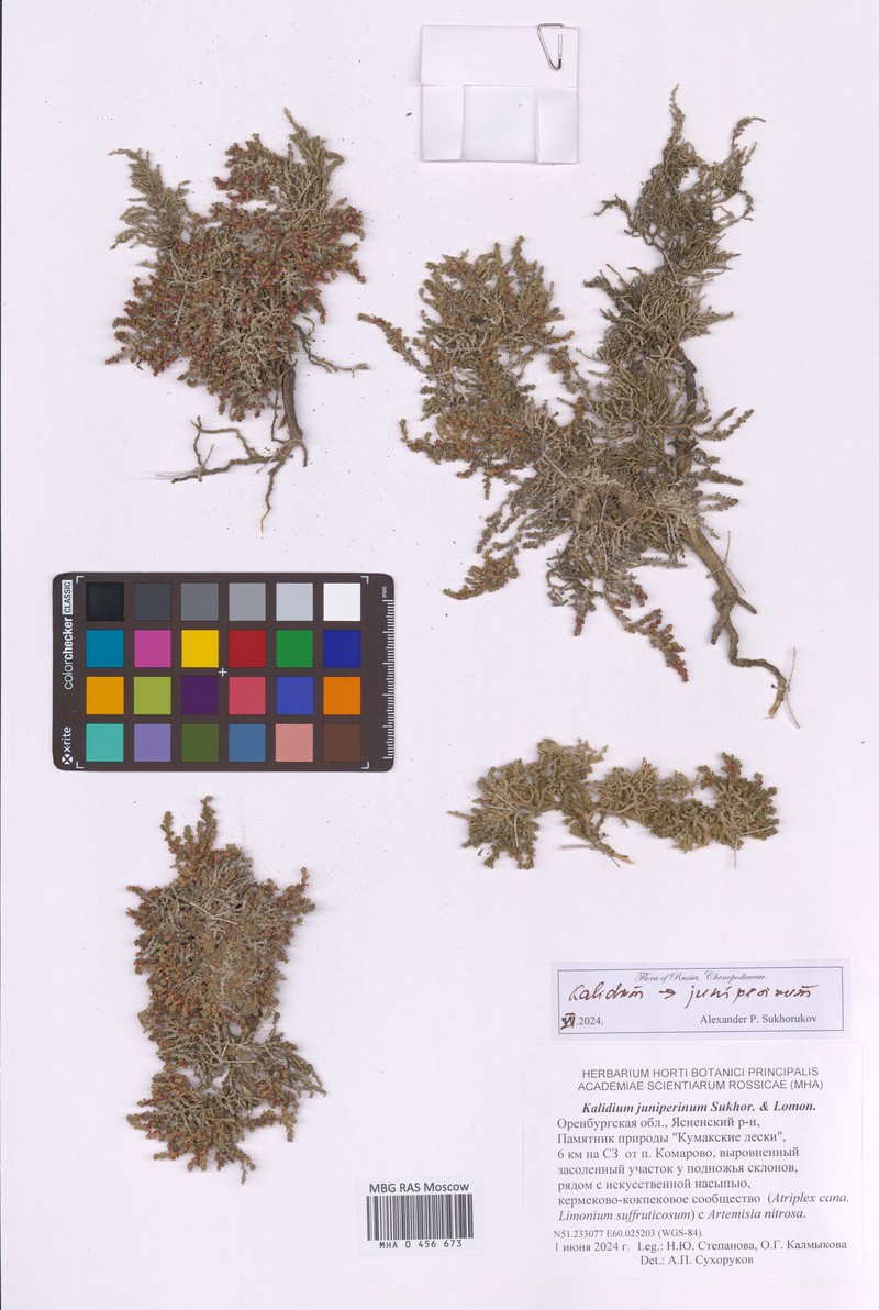 Kalidium juniperinum photo 7
