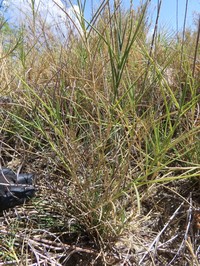 Kalinia Grass