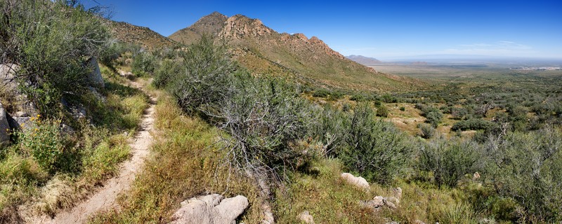 California Caltrop photo 4