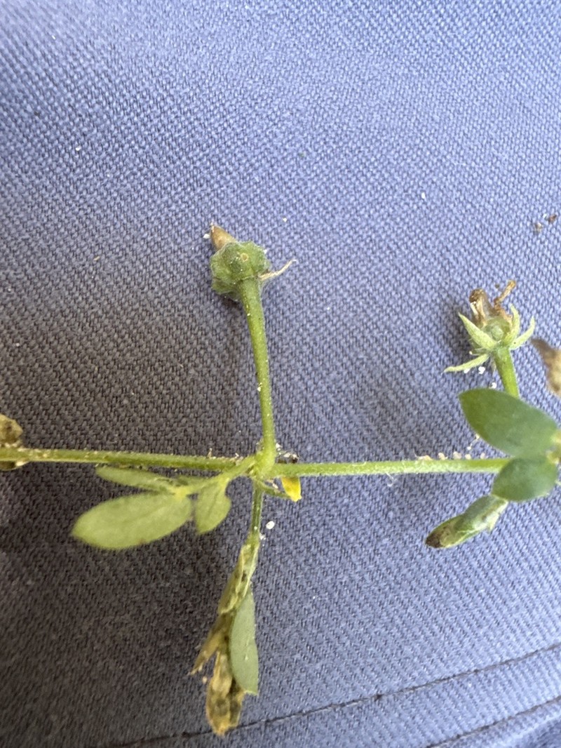 California Caltrop photo 2