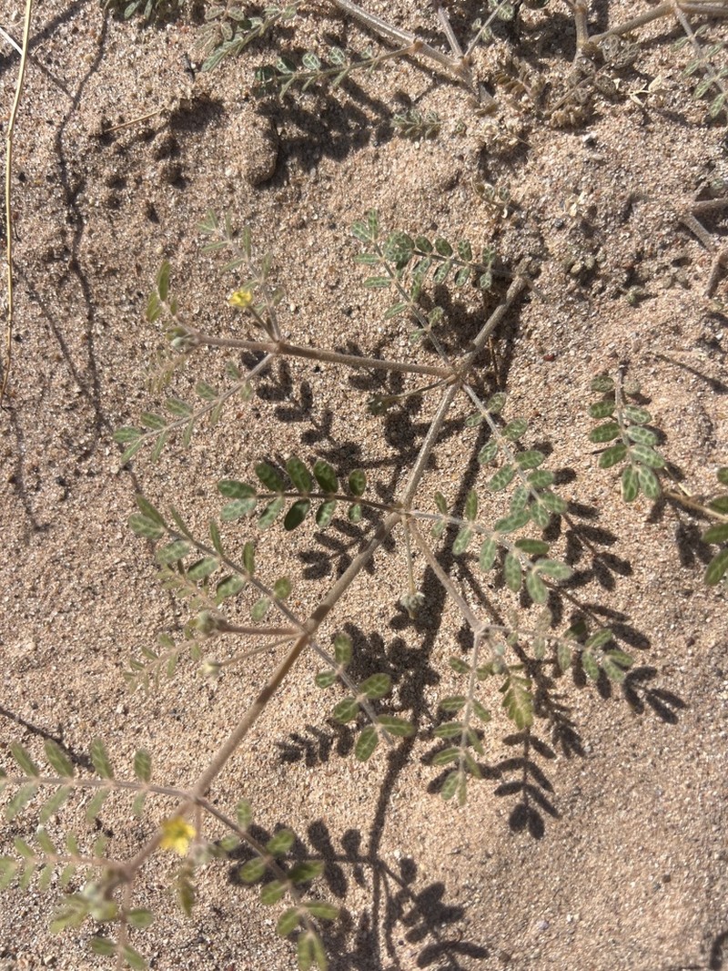 California Caltrop photo 3