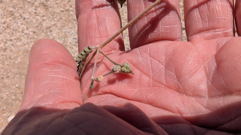 California Caltrop photo 4