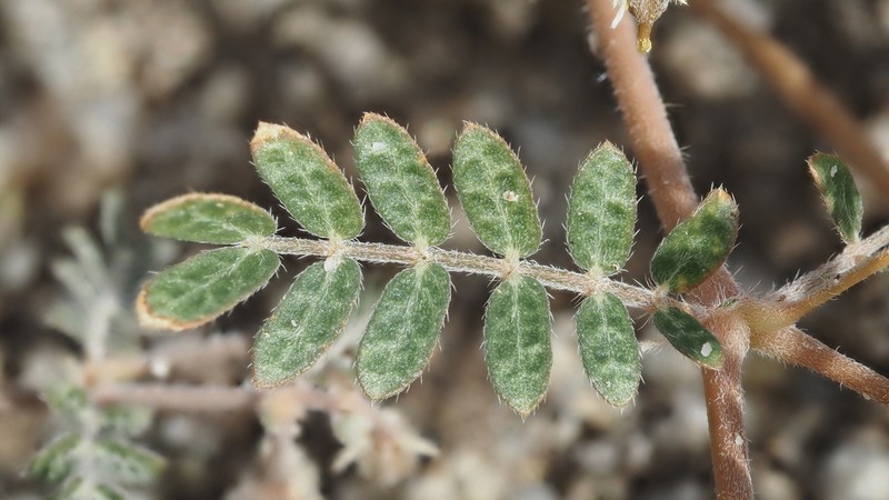California Caltrop photo 5