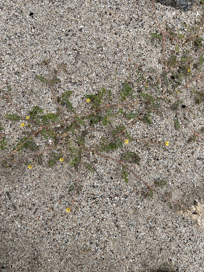 California Caltrop photo 6