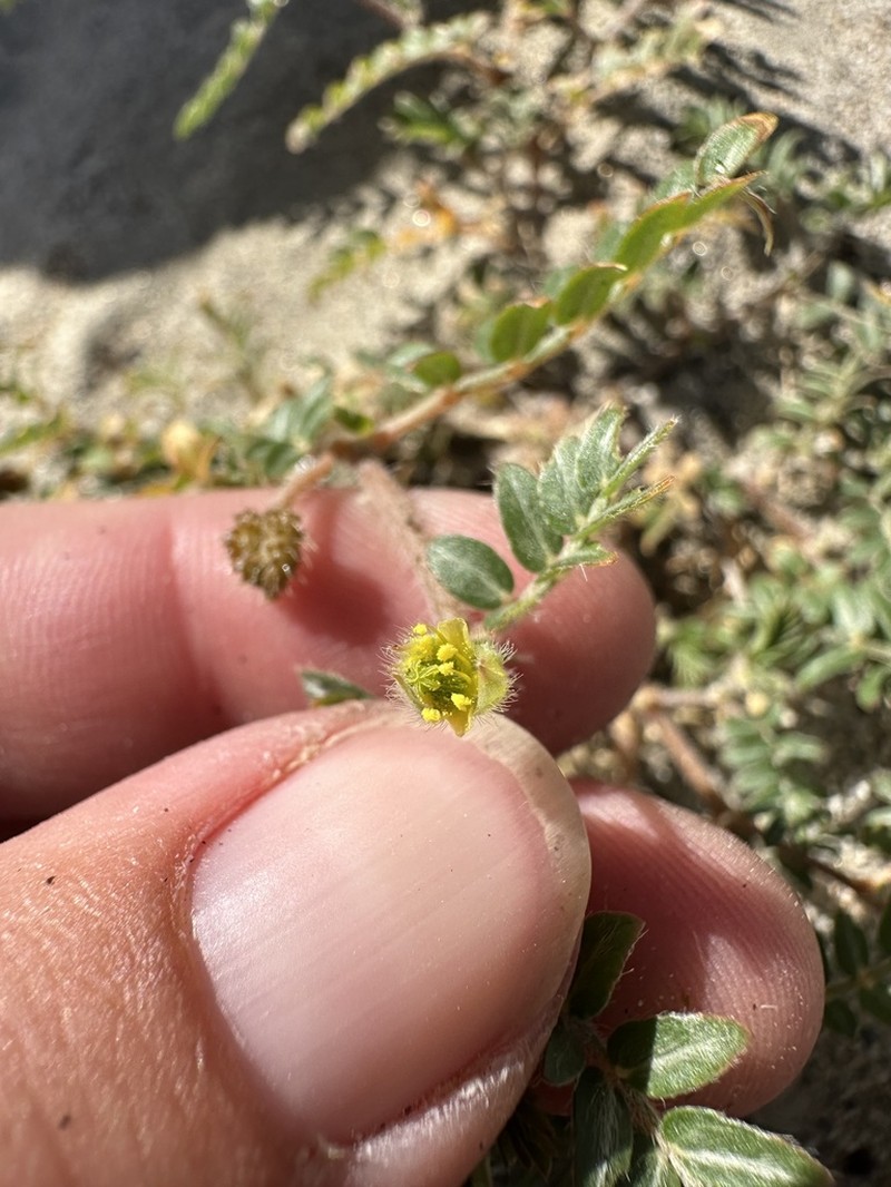 California Caltrop photo 8
