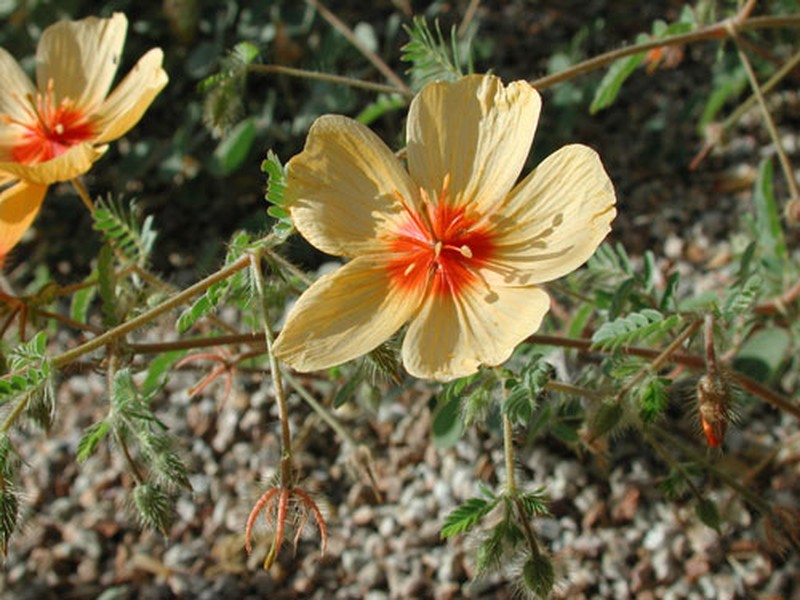 Arizona Poppy