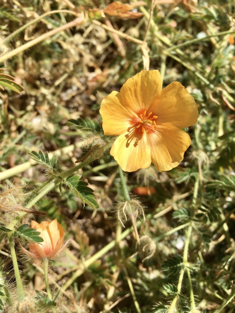 Arizona Poppy