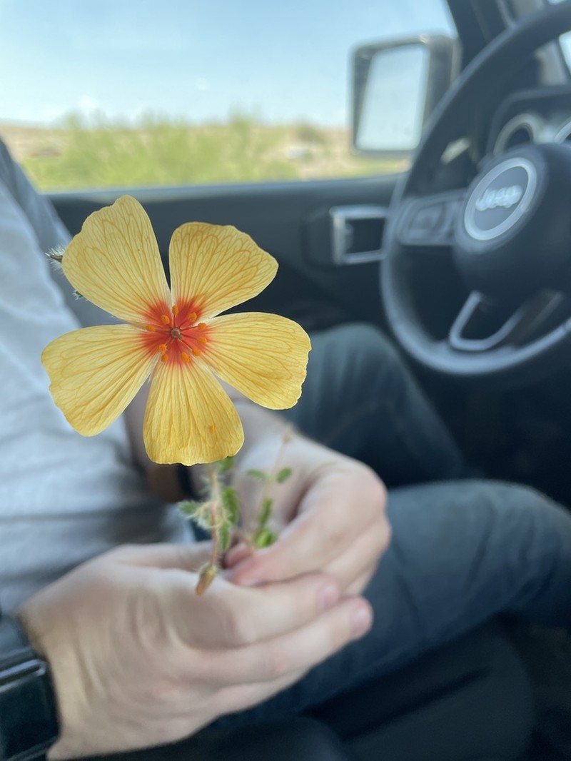 Arizona Poppy photo 2