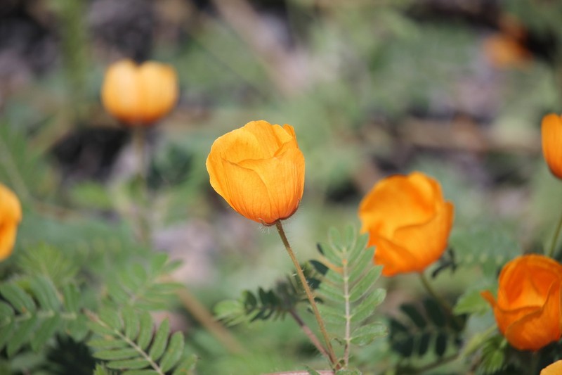 Arizona Poppy photo 3