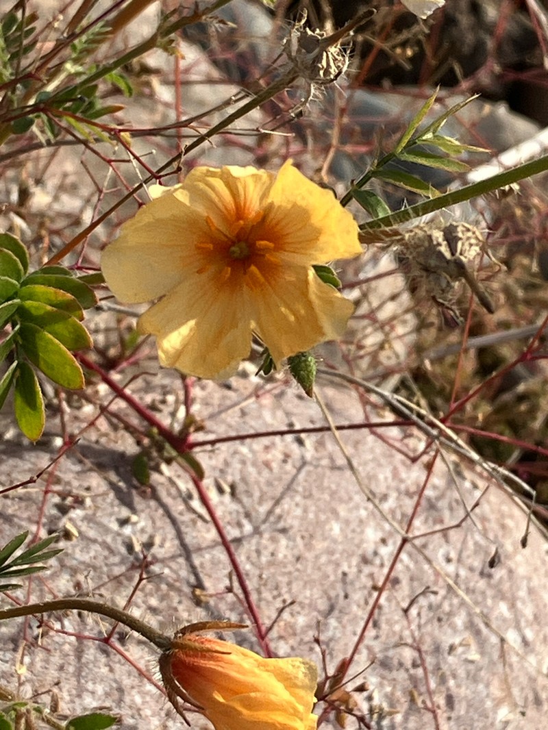 Arizona Poppy photo 4