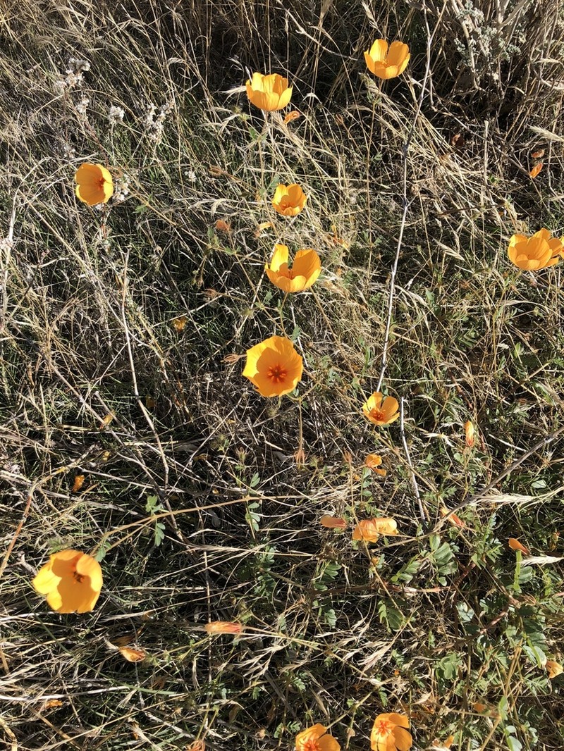 Arizona Poppy photo 5