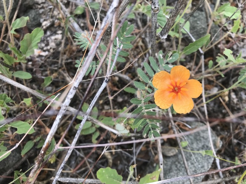 Arizona Poppy photo 6