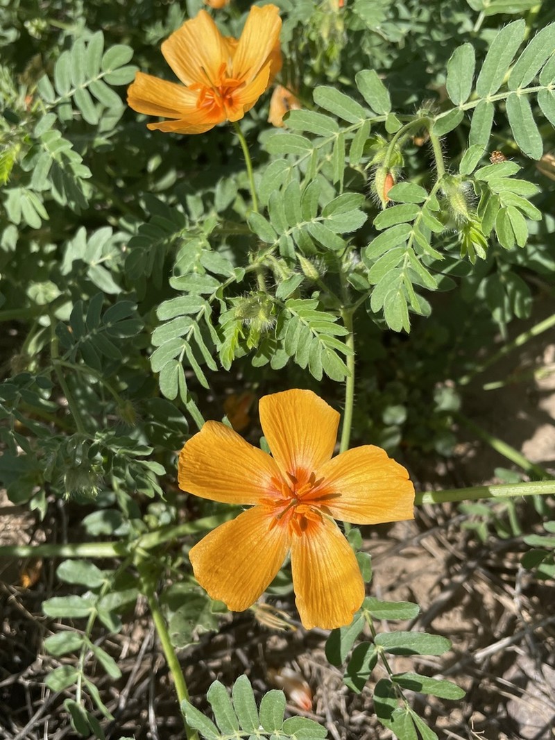 Arizona Poppy photo 7