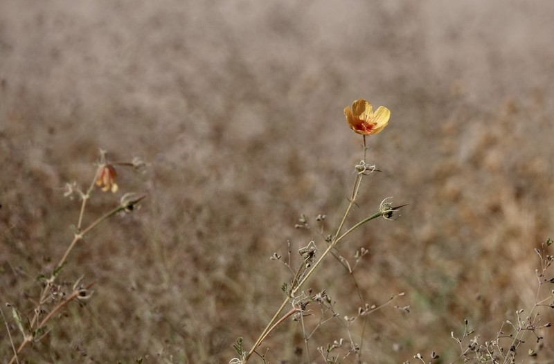 Arizona Poppy photo 8