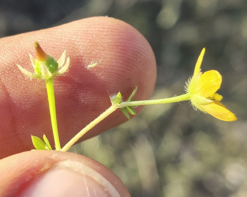 Kallstroemia hageri