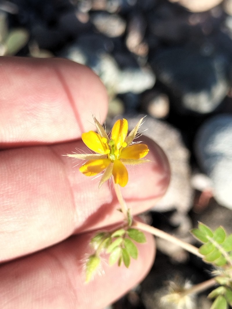 Kallstroemia hageri photo 2