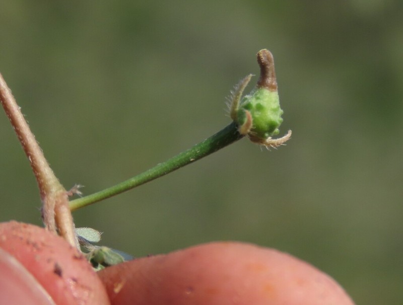 Kallstroemia hageri photo 4