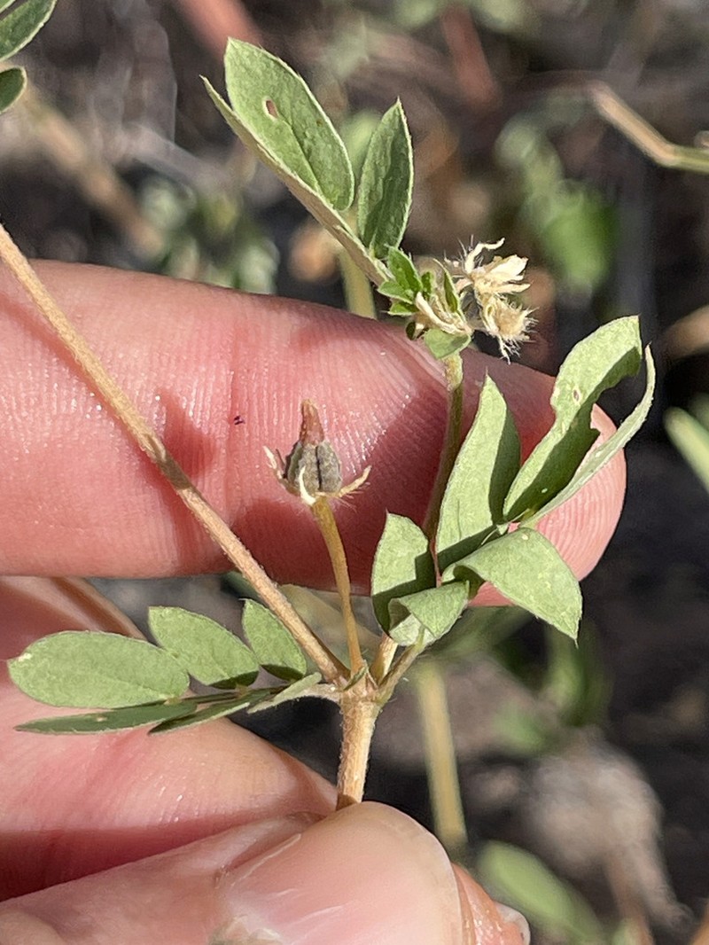Kallstroemia hageri photo 5