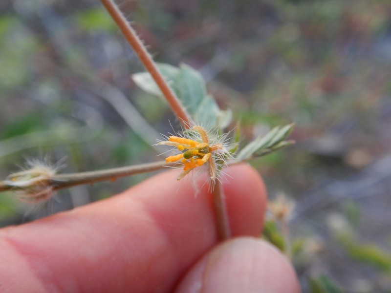 Kallstroemia hageri photo 6