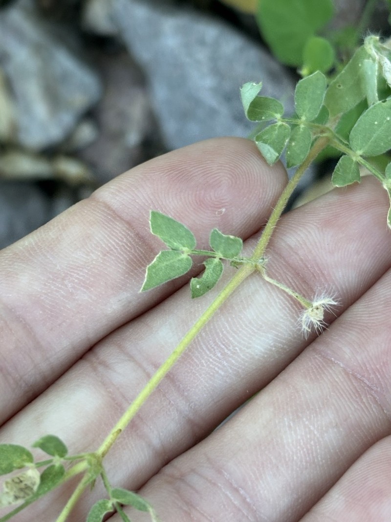 Kallstroemia hageri photo 7