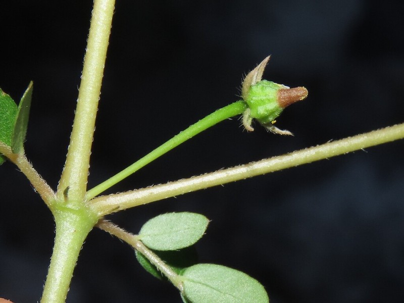 Kallstroemia hageri photo 8