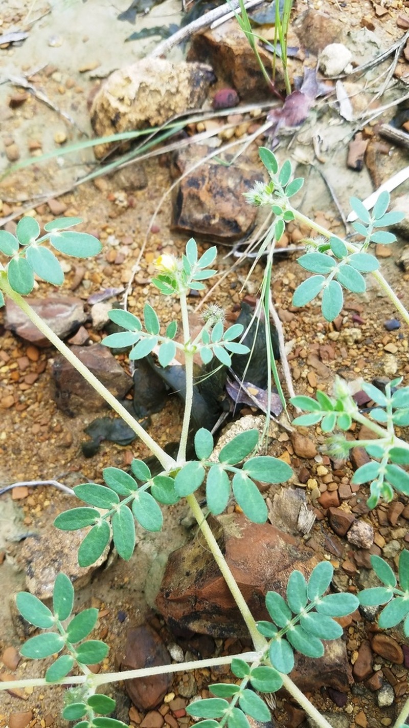 Hairy Caltrop photo 2