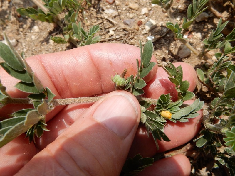 Hairy Caltrop photo 4