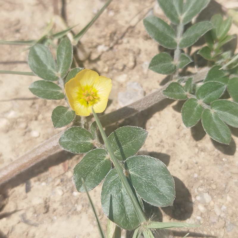 Hairy Caltrop photo 5