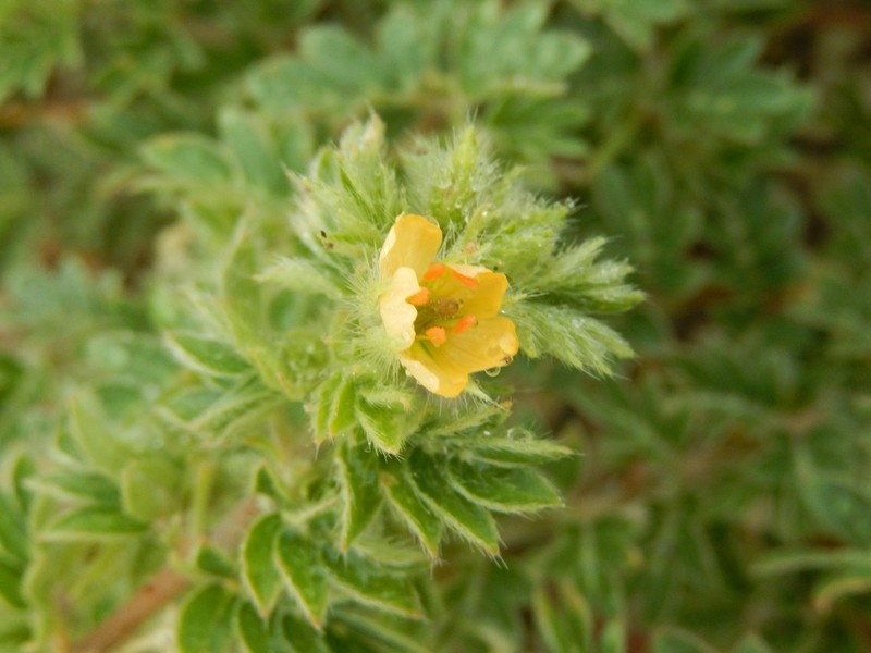Hairy Caltrop photo 6