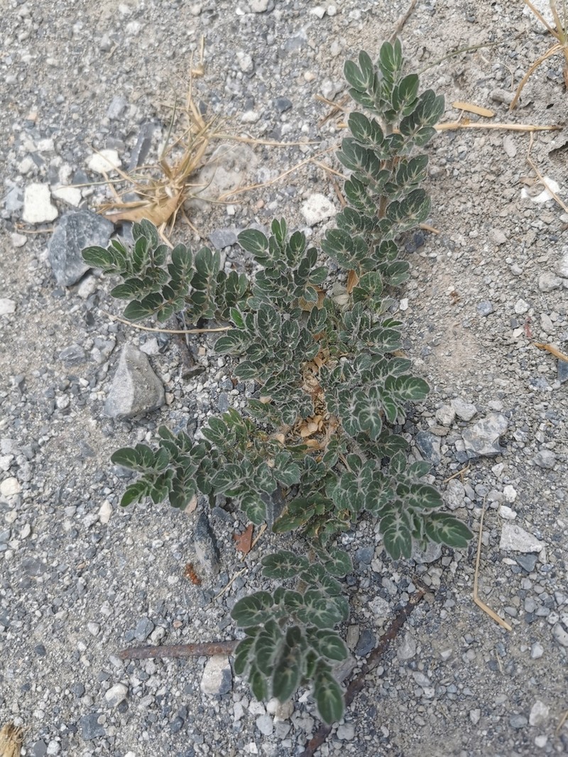 Hairy Caltrop photo 7