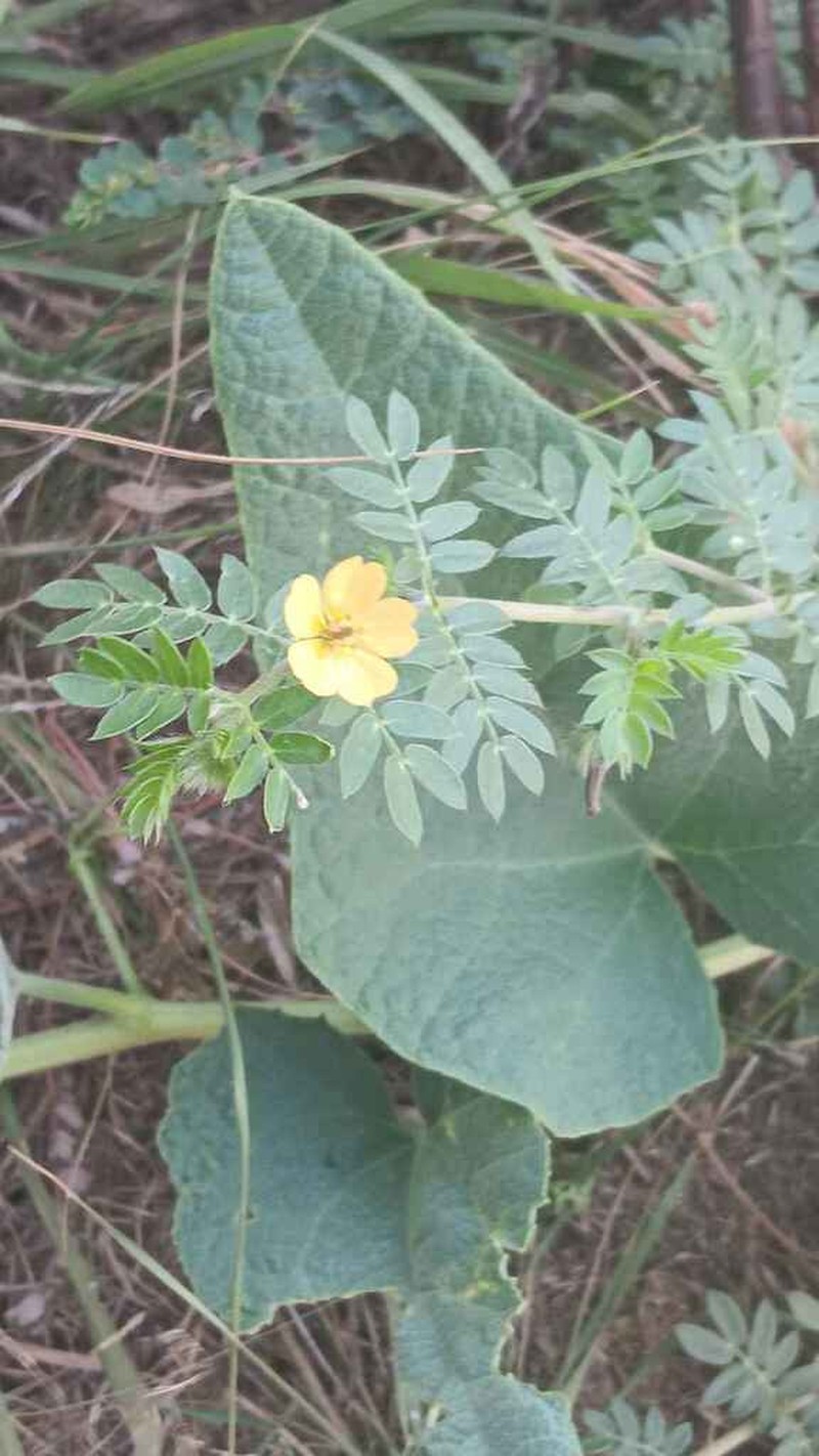 Hairy Caltrop photo 8