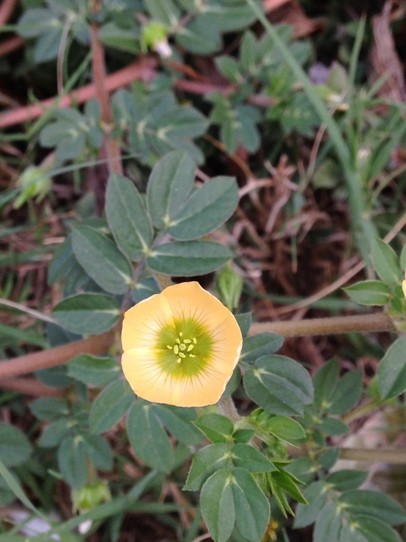 Big Caltrop photo 2