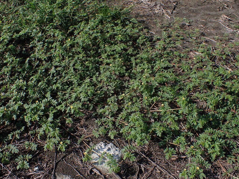 Big Caltrop photo 3