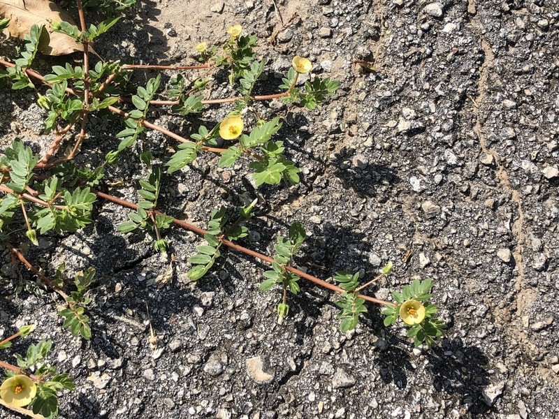 Big Caltrop photo 5