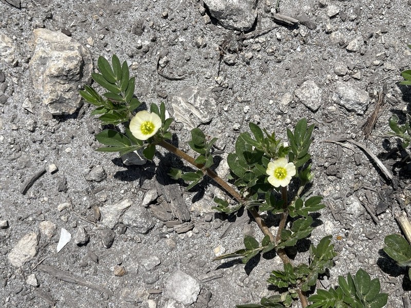 Big Caltrop photo 6