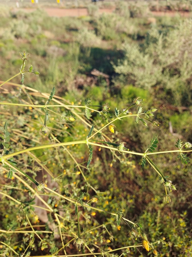 Warty Caltrop photo 7