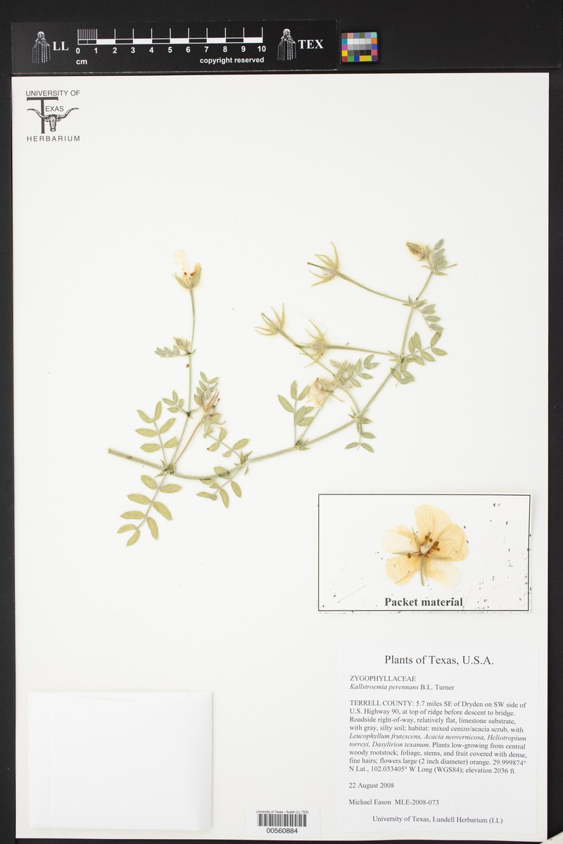 Perennial Caltrop