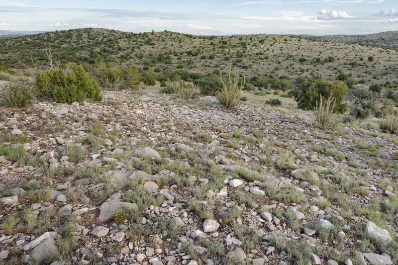 Caribbean Caltrop photo 5