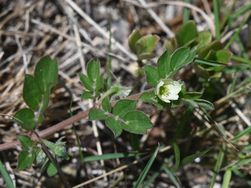 Caribbean Caltrop photo 3