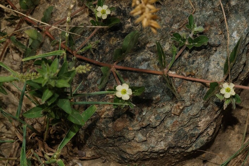 Caribbean Caltrop photo 3