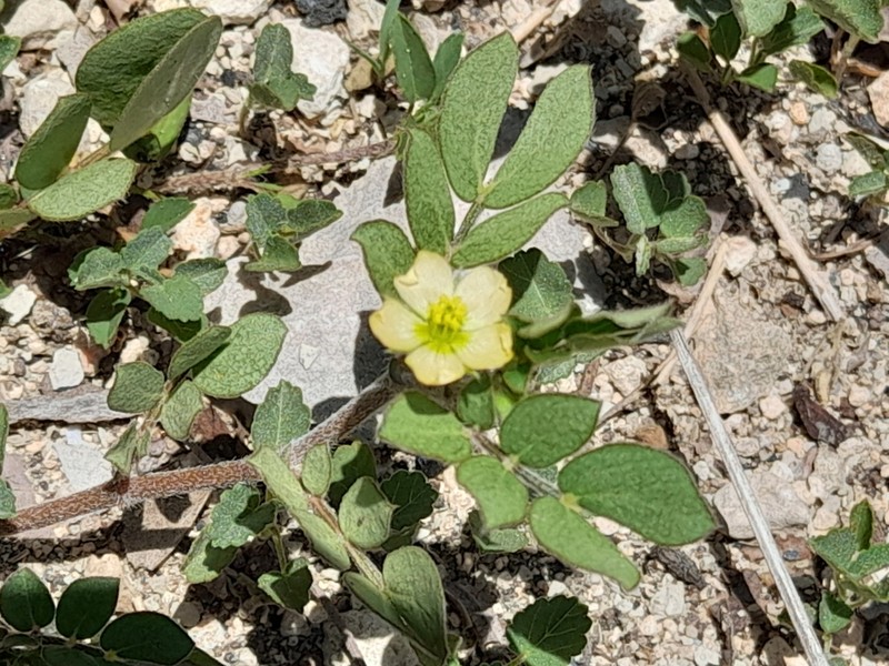 Caribbean Caltrop photo 6