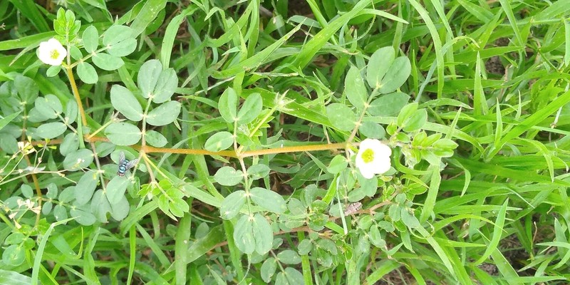 Caribbean Caltrop photo 7