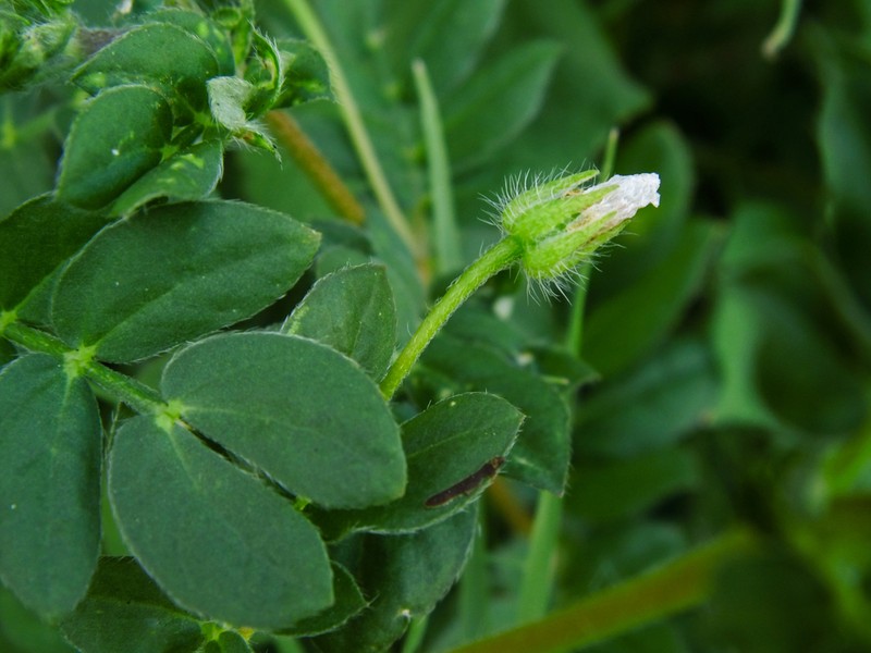 Caribbean Caltrop photo 8